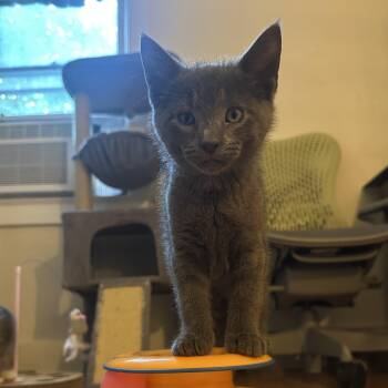 Jazpurr -  Domestic Short Hair Cat for Adoption in Albany, New York - Jazpurr | PetCurious