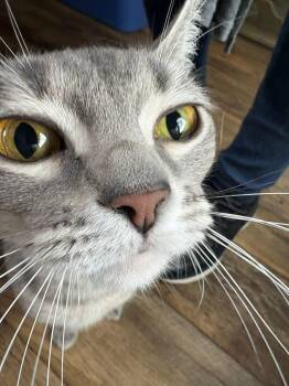 Domestic Short Hair Cats Available for Adoption in Trenton, New Jersey - Poppy Petal | PetCurious