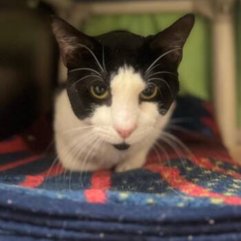 Domestic Short Hair Cats Available for Adoption - Bandit | PetCurious