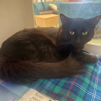CHICO -  Domestic Long Hair Cat for Adoption in Riverside, California - CHICO | PetCurious