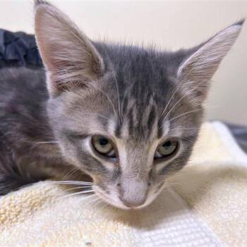 Andromeda -  Domestic Short Hair Cat for Adoption in Woodinville, Washington - Andromeda | PetCurious