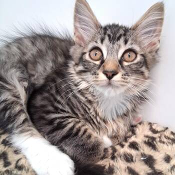 Acorn -  Domestic Long Hair Cat for Adoption in Belmont, New York - Acorn | PetCurious