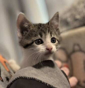 Rescue Domestic Short Hair Cats for Adoption in El Dorado, Arkansas - Walmart D | PetCurious