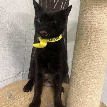 Rolo -  Domestic Short Hair Cat for Adoption in Clanton, Alabama - Rolo | PetCurious