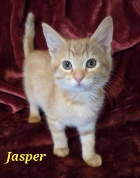 Rescue Domestic Short Hair Cats for Adoption in Vine Grove, Kentucky - Jasper | PetCurious