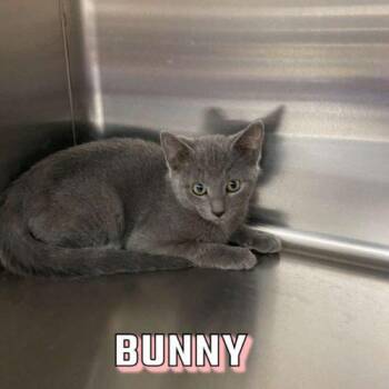 Domestic Short Hair Cats Available for Adoption - Luna Bunny | PetCurious