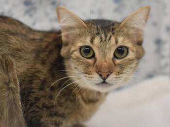 Domestic Short Hair Cats Available for Adoption in Portland, Oregon - Tiny | PetCurious