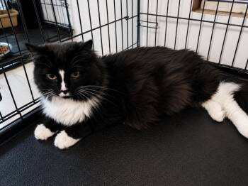 Bowser -  Domestic Long Hair Cat for Adoption in Dalton, Georgia - Bowser | PetCurious