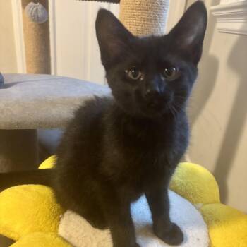 Domestic Short Hair Cats Available for Adoption in Richmond, Virginia - Max Darling | PetCurious