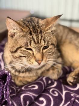 Sushi -  Domestic Short Hair Cat for Adoption in Warren, Ohio - Sushi | PetCurious