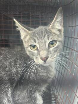A660914 -  Domestic Short Hair Cat for Adoption in Houston, Texas - A660914 | PetCurious