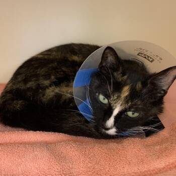 Maisey -  Domestic Short Hair Cat for Adoption in Philadelphia, Pennsylvania - Maisey | PetCurious