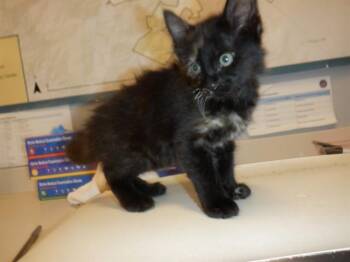 SCARFACE -  Domestic Short Hair Cat for Adoption in San Jose, California - SCARFACE | PetCurious