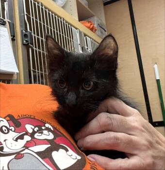 Noah -  Domestic Short Hair Cat for Adoption in Scottsdale, Arizona - Noah | PetCurious