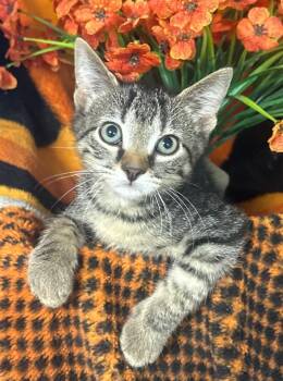 5/1/26 Tulio -  Domestic Short Hair Cat for Adoption in Stillwater, Oklahoma - 5/1/26 Tulio | PetCurious