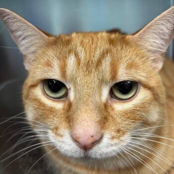 Rusty -  Domestic Short Hair Cat for Adoption in Walker, Michigan - Rusty | PetCurious
