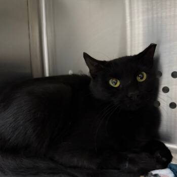 Rescue Domestic Short Hair Cats for Adoption in Denver, Colorado - Dubloon | PetCurious