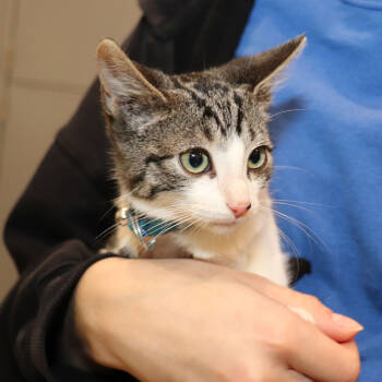 Rescue Domestic Short Hair Cats for Adoption in Port Washington, New York - Mako | PetCurious