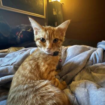 Lavender -  Domestic Short Hair Cat for Adoption in Yorktown, Indiana - Lavender | PetCurious