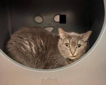 TIGER -  Domestic Short Hair Cat for Adoption in Leesburg, Virginia - TIGER | PetCurious