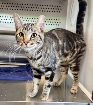 QB -  Domestic Short Hair Cat for Adoption in Kalamazoo, Michigan - QB | PetCurious