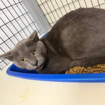 Baron -  Domestic Short Hair Cat for Adoption in Columbiana, Alabama - Baron | PetCurious