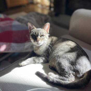 Domestic Short Hair Cats Available for Adoption in Potomac, Maryland - Holly | PetCurious