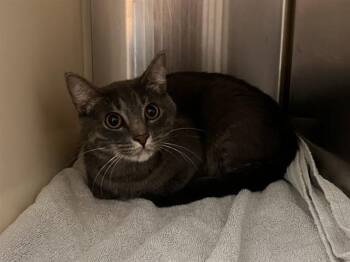 SEDA -  Domestic Short Hair Cat for Adoption in Colorado Springs, Colorado - SEDA | PetCurious