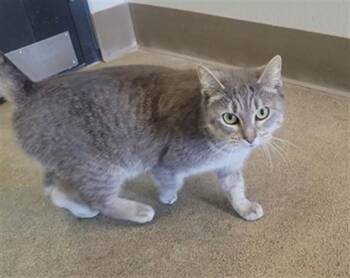 Domestic Short Hair Cats Available for Adoption - REGINA | PetCurious
