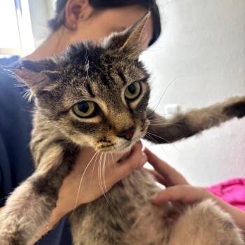 Domestic Short Hair Cats Available for Adoption in Garfield, Arkansas - Chrissy | PetCurious