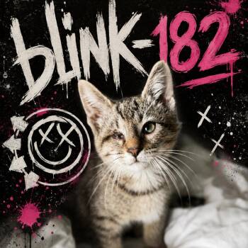 Blink 182 -  Domestic Short Hair Cat for Adoption in Brownsboro, Alabama - Blink 182 | PetCurious
