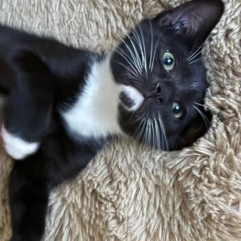 Rescue Domestic Short Hair Cats for Adoption in Abbotsford, British Columbia - Peat | PetCurious