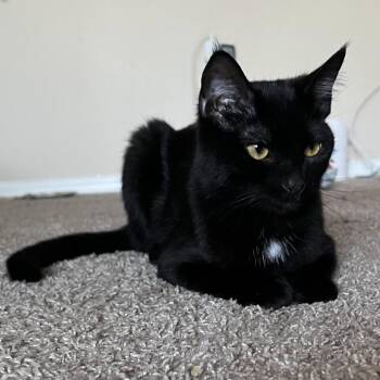 Domestic Short Hair Cats Available for Adoption - Gravy | PetCurious