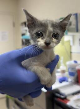 MARBLE -  Domestic Short Hair Cat for Adoption in Riverside, California - MARBLE | PetCurious