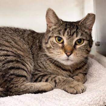 Domestic Short Hair Cats Available for Adoption - Syrah | PetCurious