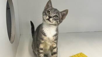 Sherlock -  Domestic Short Hair Cat for Adoption in Chestertown, Maryland - Sherlock | PetCurious