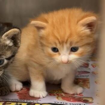 Domestic Short Hair Cats Available for Adoption in Leander, Texas - Charles | PetCurious