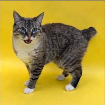Domestic Short Hair Cats Available for Adoption in Fort Worth, Texas - Kissy | PetCurious