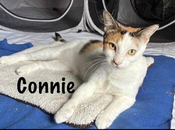 Connie -  Domestic Short Hair Cat for Adoption in Pawleys Island, South Carolina - Connie | PetCurious