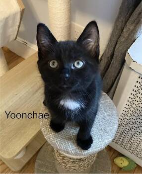 Yoonchae -  Tabby and American Shorthair Cat for Adoption in Billerica, Massachusetts - Yoonchae | PetCurious