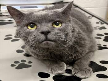 WINEFRED -  Domestic Medium Hair Cat for Adoption in Derwood, Maryland - WINEFRED | PetCurious