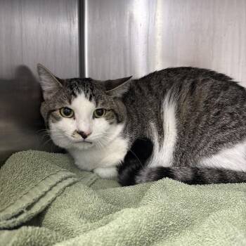 Papa Bear -  Domestic Short Hair Cat for Adoption in Spokane, Washington - Papa Bear | PetCurious