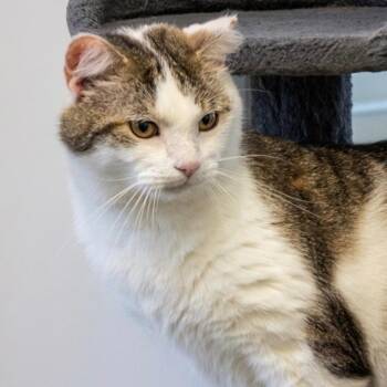 Decker -  American Bobtail Cat for Adoption in Indiana, Pennsylvania - Decker | PetCurious