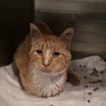 Arthur Meowington II -  Domestic Short Hair Cat for Adoption in Glenfield, New York - Arthur Meowington II | PetCurious