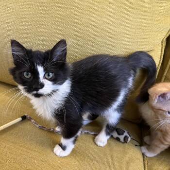 Rescue Domestic Medium Hair and Domestic Long Hair Cats for Adoption in UNIVERSITY PA, Maryland - Pocus | PetCurious