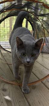 Russian Blue and Domestic Short Hair Cats Available for Adoption in Belmont, North Carolina - Ty Ty | PetCurious