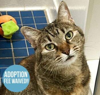 Rescue Domestic Short Hair Cats for Adoption in Sacramento, California - Dora | PetCurious