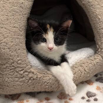 Tiki -  Domestic Short Hair Cat for Adoption in Long Beach, California - Tiki | PetCurious