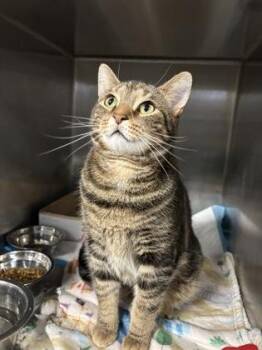 Domestic Short Hair Cats Available for Adoption - Vox | PetCurious