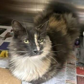 Ronda -  Domestic Medium Hair Cat for Adoption - Ronda | PetCurious